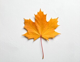 Single Autumn Maple Leaf on White Background