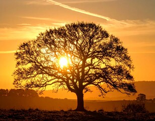 Solitary Oak Tree at Sunset
