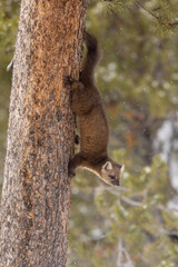 Pine Marten taken in Yellowstone National Park