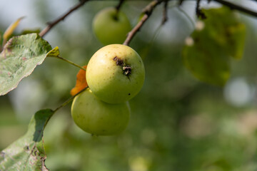 Fresh green apples hang from branches in a vibrant orchard, showcasing the beauty of agricultural cultivation during the harvest season. Perfect for fruit lovers and nature enthusiasts.