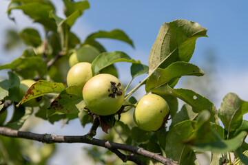 Fresh green apples hang from branches in a vibrant orchard, showcasing the beauty of agricultural cultivation during the harvest season. Perfect for fruit lovers and nature enthusiasts.