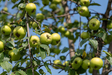 Fresh green apples hang from branches in a vibrant orchard, showcasing the beauty of agricultural cultivation during the harvest season. Perfect for fruit lovers and nature enthusiasts.