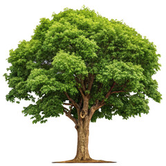 Large deciduous tree with lush green foliage isolated on transparent background