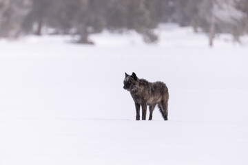 Gray Wolf in snow taken in Yellwostone NP