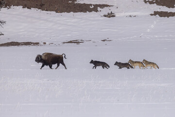 Gray Wolf chasing bison taken in Yellowstone National Park © Stan