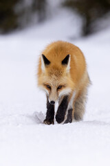 Red Fox in snow taken in Yellowstone NP