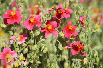 Helianthemum nummularium, rock rose. Red flowers with yellow stamens.