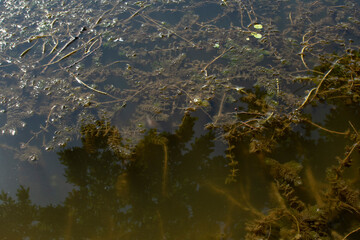  Myriophyllum spicatum under river water