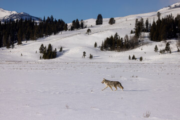 Coyote in snow taken in Yellowstone NP