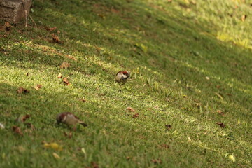 Two house sparrows on a sloped grassy lawn, one in focus and the other in the foreground blur.