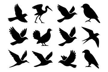 Obraz premium Bird silhouettes: diverse flying and perching shapes for design projects