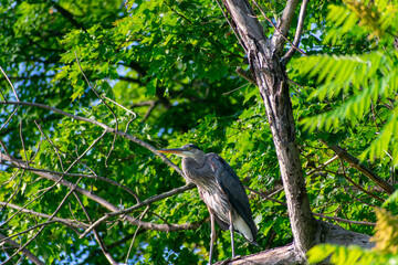 Perched Heron