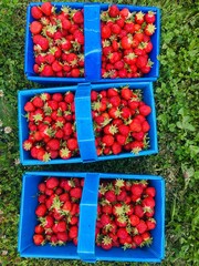 Six baskets of freshly picked strawberries arranged in a lush green farm field during summer harvest