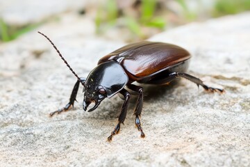 Beetle walking on rocky surface in natural habitat