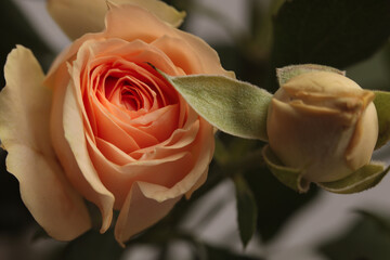 Close-up Selective soft focus cream beige pink color Rose flower bud, leaf. Nature blur natural background.