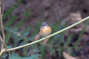 pale-chinned flycatcher_PAP9147.jpg