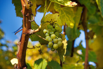 Sunlit cluster of ripe green grapes on vine. Bunch of grapes on a sunny autumn day. Selective focus
