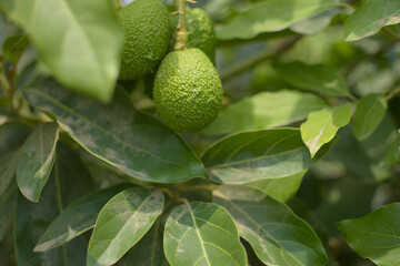 A plant that has an avocado as its fruit that is surrounded by green areas