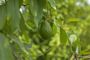 A plant that has an avocado as its fruit that is surrounded by green areas