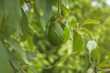 A plant that has an avocado as its fruit that is surrounded by green areas