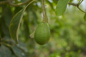 A plant that has an avocado as its fruit that is surrounded by green areas