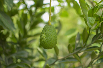 A plant that has an avocado as its fruit that is surrounded by green areas