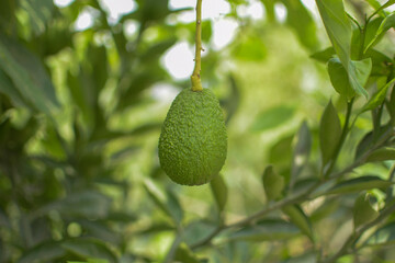 A plant that has an avocado as its fruit that is surrounded by green areas