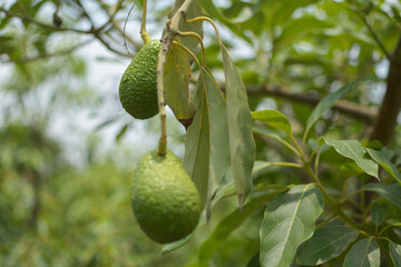 A plant that has an avocado as its fruit that is surrounded by green areas