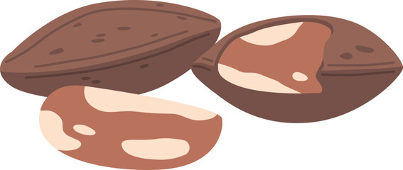 Brazil nut snack vector illustration