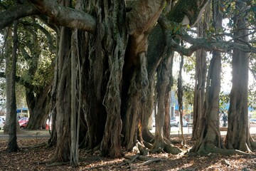 Moreton Bay Fig Tree Bark and Trunk Close-Up