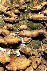 Close-up of brown bracket fungi growing on tree bark with moss and lichen. Macro shot of polypores...