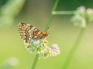 Macro photography of spotted fritillary butterfly.