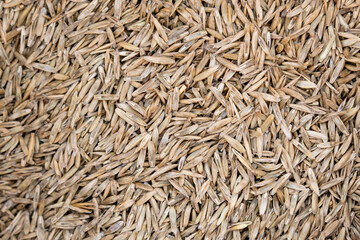 grass seeds ready to sow