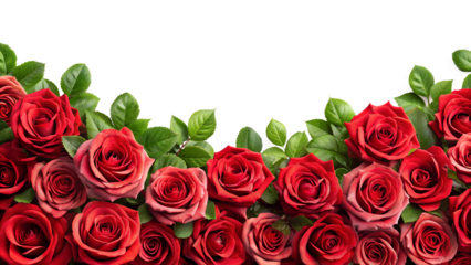 Red Roses Border on Transparent Background