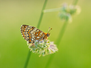 Macro photography of spotted fritillary butterfly.