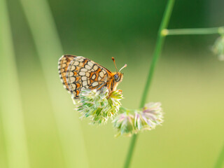 Macro photography of spotted fritillary butterfly.