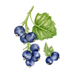 A cluster of black currant berries with green leaves, hand-painted in watercolor, stands out against a white background. Print for clothing, food packaging, and kitchen textiles.