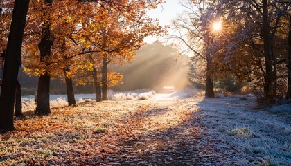 Obraz premium frosty path covered with autumn leaves and morning sunlight filtering through trees