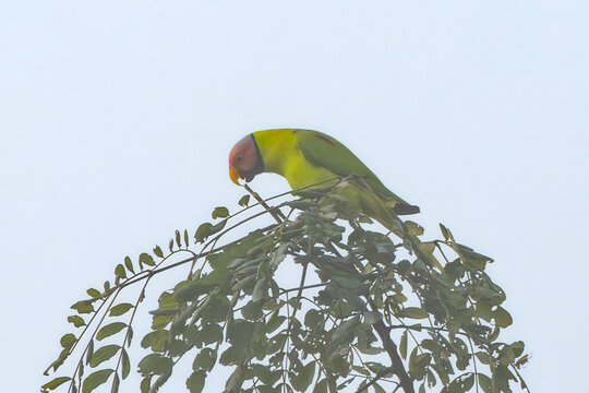 Blossom-headed parakeet (Psittacula roseata or Himalayapsitta roseata), a parrot in the family Psittaculidae, at Dosdewa, Karimganj, Assam, India