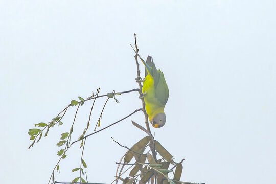 Blossom-headed parakeet (Psittacula roseata or Himalayapsitta roseata), a parrot in the family Psittaculidae, at Dosdewa, Karimganj, Assam, India