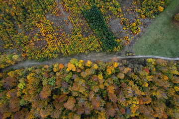 Top down view of autumn forest. Drone shot flying over spruce treetops in wild.