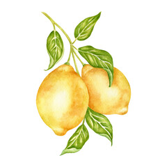Tropical fruit, lemon on a branch with leaves, realistic botanical watercolor illustration made by hand. Juicy citrus fruits are highlighted on a white background. Design element, kitchen print.