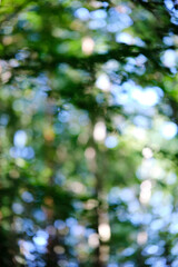 Green bokeh background from nature forest out of focus