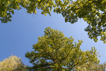 Sunlit crowns of summer trees swaying in a sea breeze against clear blue sky. A vibrant view from below in Zelenogorsk, Saint Petersburg, Russia.

