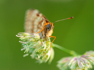 Macro photography of spotted fritillary butterfly.