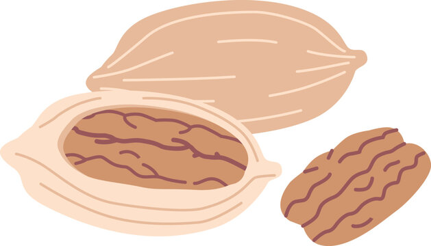 Pecan nut crop vector illustration