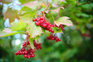Vibrant Red Berries Nestled Among Lush Green Leaves in a Tranquil Natural Setting