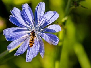 Hainschwebefliege