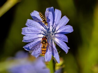 Schwebefliegen auf einer lila Blüte