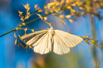 Macro photography of black-veined moth.
